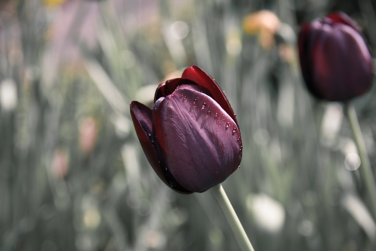 Tulipany – ogród botaniczny Łódź. Odwiedź ogród botaniczny