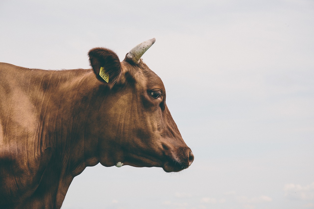 Żywienie bydła – młóto browarniane jako rarytas