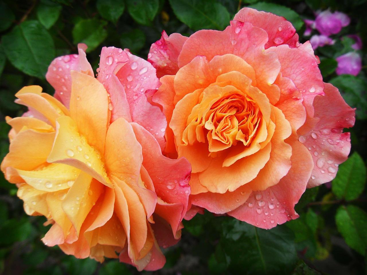Róża deep water, róża pomarszczona biała. Ozdoby dla Twojego ogrodu. Nowe odmiany róż – plantacja róż