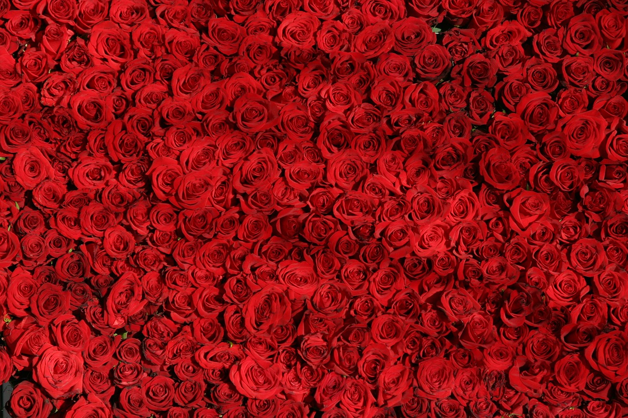 Szkółki róż Łódzki. Zdrowe róże: Róże tantau