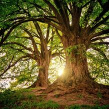 Sekrety dendrologii: Jak rozpocząć i zrozumieć świat drzew
